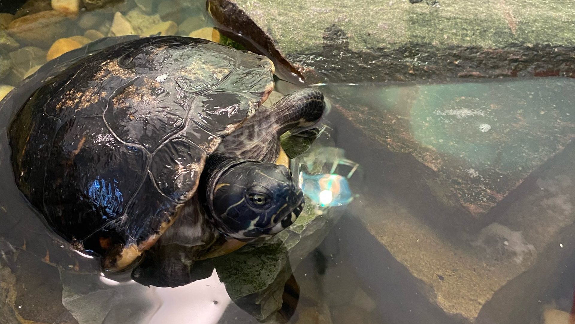 Mehr über den Artikel erfahren Abschied von Hilde – Unsere liebe Schildkröte zieht aus